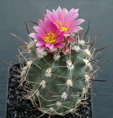 Sclerocactus_glaucus